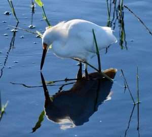 Myakka State Park Snowy Egret