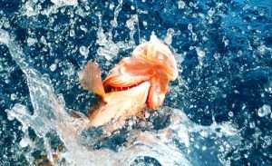 2026 Most Unique Fishing Trips in Florida 18 Florida saltwater fishing red grouper