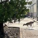 8 Best Islands to Visit in Florida in 2026 12 towns near key west - key deer in big pine key