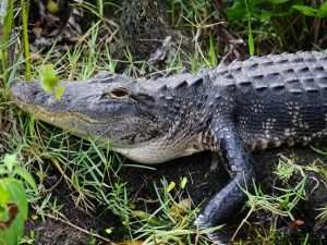 Travel Guide to Florida - Making Memories in Paradise 21 from Miami to Marco Island - alligator