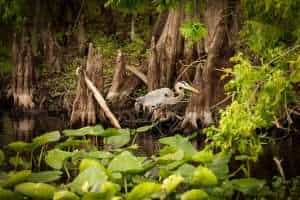 Places to go near Orlando Florida