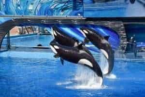 plan your trip to Orlando Florida - SeaWorld