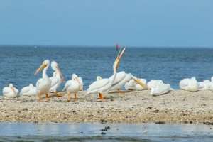 The Suwannee River: Vibrant History and Location 8 cedar key things to do - white pelicans