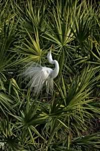 Florida East Coast 33 miami to naples florida - Everglades bird