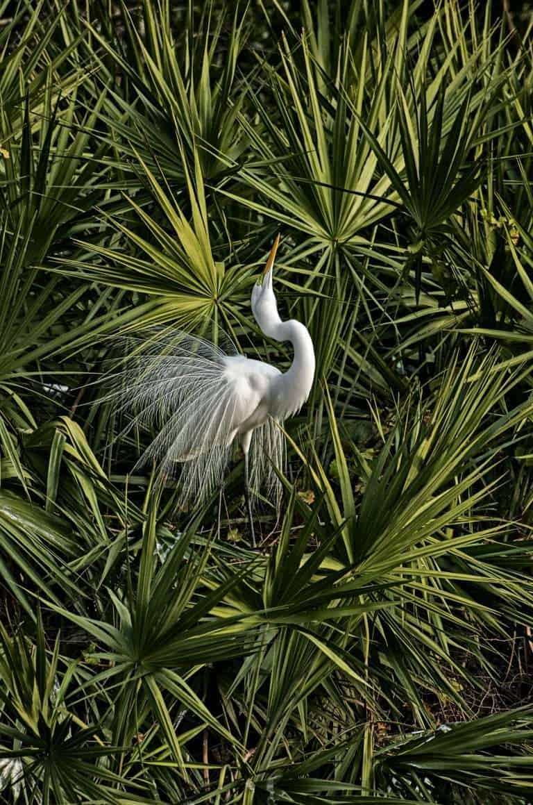 Florida Everglades - Alligators, Airboats and Adventure Guide 34 miami to naples florida - Everglades bird