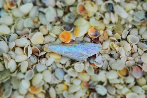 Sanibel Island Florida Lodging – Best Hotels, Resorts, VRBO’s and more… 1 sanibel island resorts shells