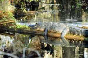 best time to visit The Everglades alligator