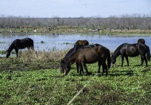 What is there to do in Micanopy Florida? 200 Years Old and Counting 9 wild horses at paynes prairie