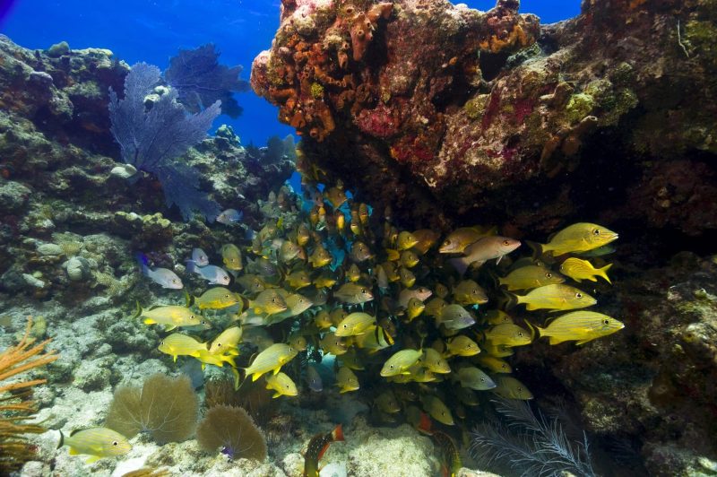 Key West Weekend Trip - Adventurous Getaway! 9 Reef Diving