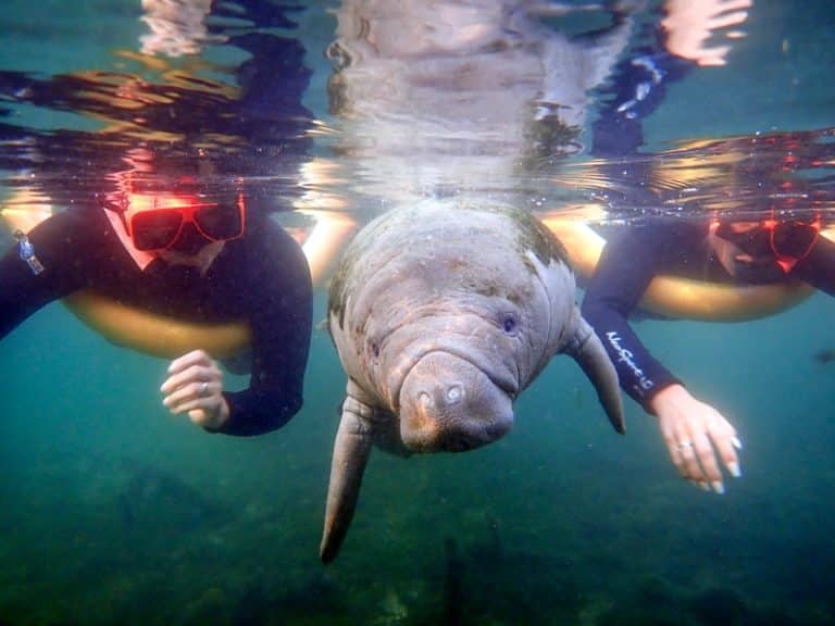 Crystal River Vacation and swimming with manatees