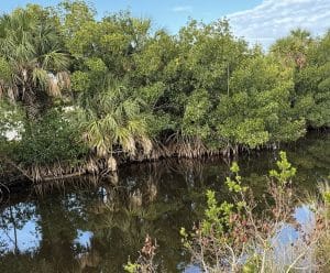 mangroves in the Everglades