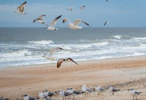 Amelia Island Beach in North Florida
