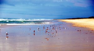 Travel Guide to Florida - Making Memories in Paradise 22 Best Florida Beaches for wildlife spotting