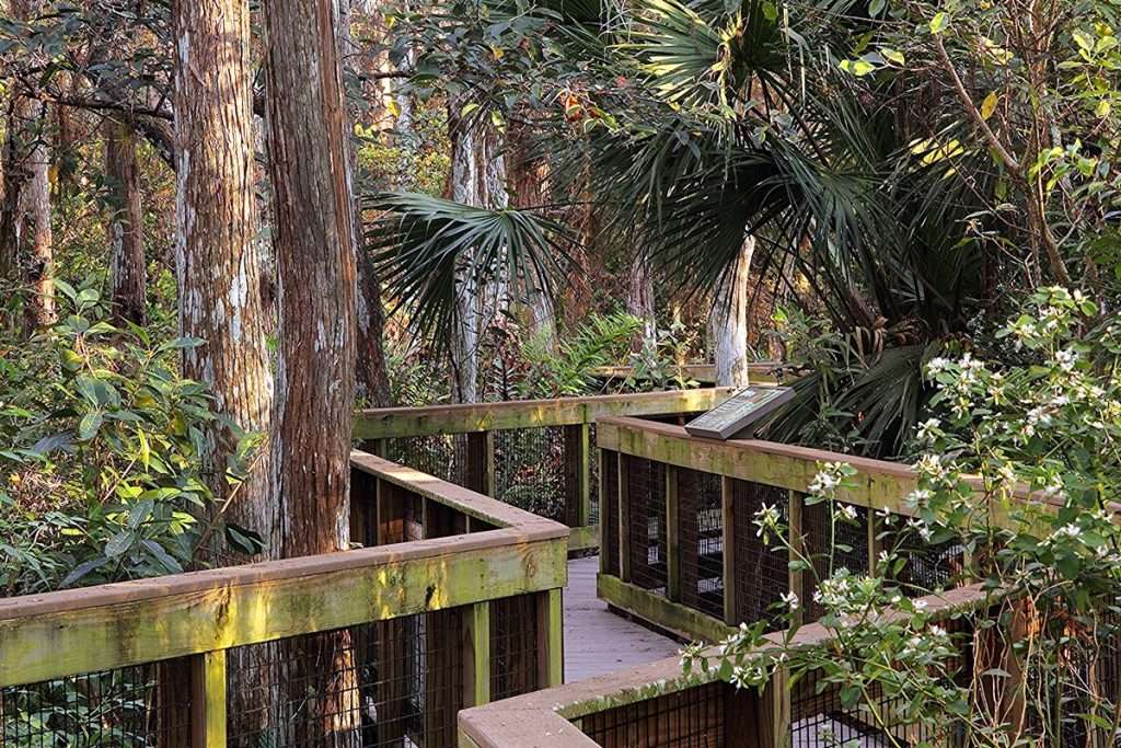 Marco Island, Florida: The Complete Travel Guide 7 the Everglades boardwalk from Marco Island